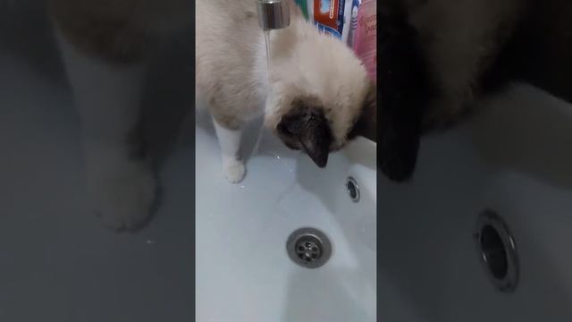 Кошка сноу-шоу моет голову смотреть онлайн