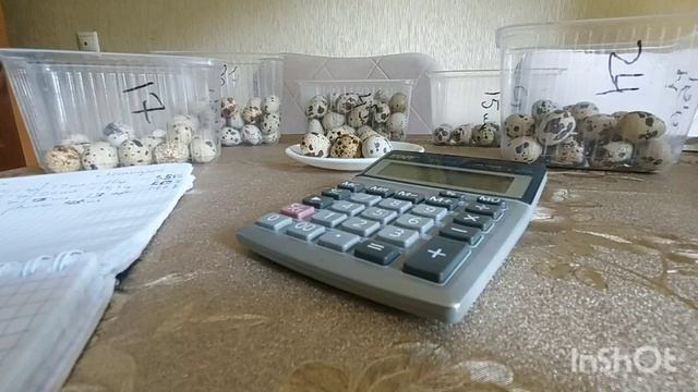 Перепела тестируют корма. Вернее корм. смотреть онлайн