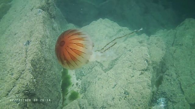 Compass jellyfish at porthoustock Cornwall 23rd July 2020 смотреть онлайн