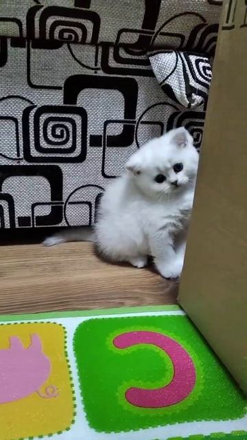 Котята Серебристая шиншилла смотреть онлайн