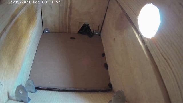 12.05.2021 09:30 Снова скворец? / Starling again? смотреть онлайн