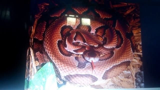 eastern copperhead aka copperhead (agkistrodon contortrix) смотреть онлайн