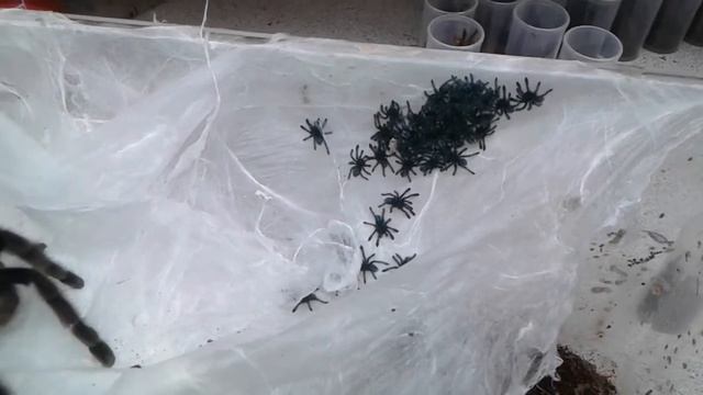 Avicularia versicolor hatched and ready to separate смотреть онлайн