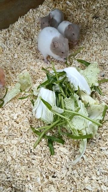 Hamster Space Hamster Hamster Meme Hamster Maze Hamster Hell Hamster Cage #shorts # 156 смотреть онлайн