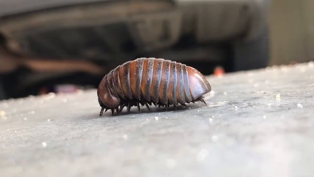 Giant Pill Millipede смотреть онлайн