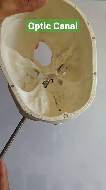 Optic Canal #draqilshah #viralvideos #viral #anatomy #youtubeshorts #shortsvideo #grossanatomy #dr смотреть онлайн