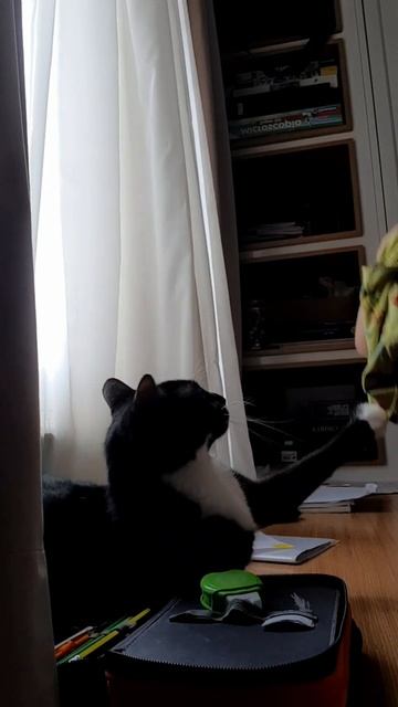 Funny cat Ula 194 смотреть онлайн