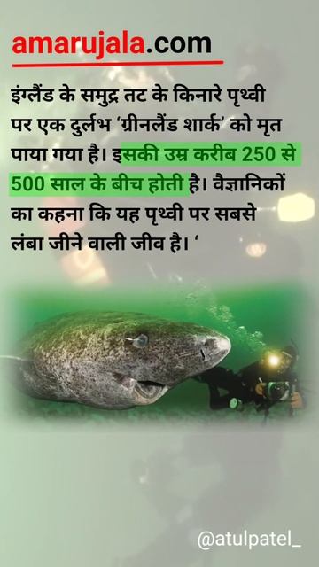 500 साल तक जिवित रहने वाला जिव| Greenfield Shark #shorts #viral смотреть онлайн