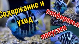 Сапфировые Попугаи:Правила Содержания