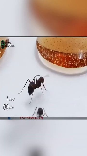 Pepsi vs coke, ants preference смотреть онлайн