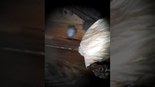 Убийцы пчел смотреть онлайн