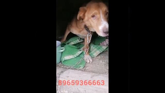 🆘Помогите. спинальник особенный в отлове. Помогите его спасти🙏🐶❤️Уфа +7 965 936-66-63 Вероника смотреть онлайн