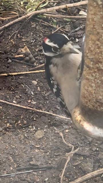 Woodpecker looking for the good nuts #food #bird #wildlife #birdfeeder смотреть онлайн