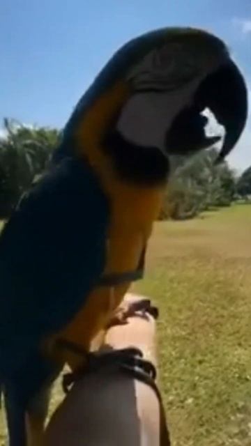 Macaw | Macaw parrots смотреть онлайн