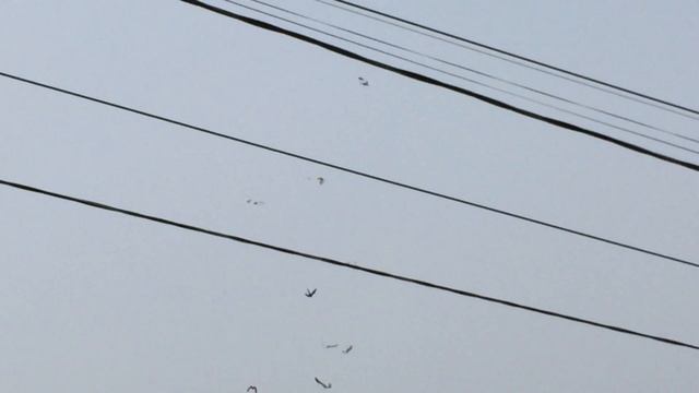 #Pigeon.Теряют ли голуби бой от зимного гона??? смотреть онлайн