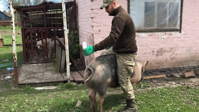 Паровка первістки.. свині смотреть онлайн