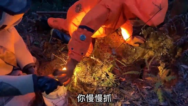 HUGE ASIAN GIANT HORNETS,MURDER HORNET NEST REMOVAL,VESPA MANDARINIA,MASSIVE WASP,YELLOW JACKETS смотреть онлайн