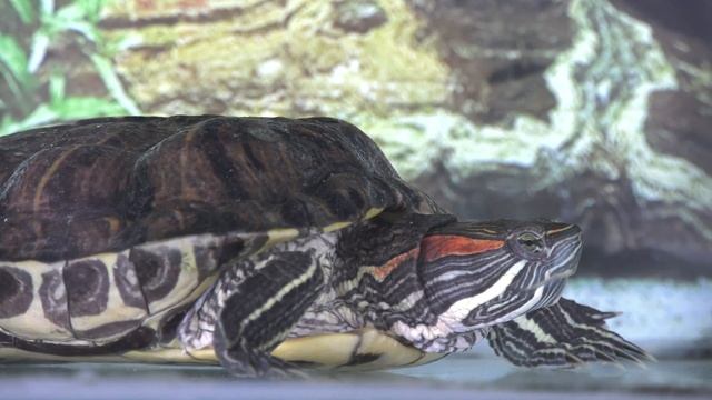 Красноухая черепаха - Пробуждение (Аквариум 200литров) смотреть онлайн