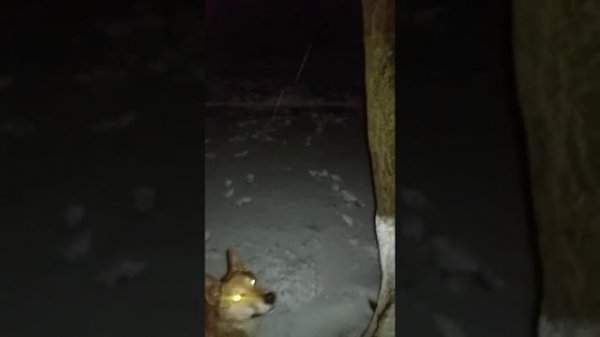 Охота на Куницу.Знакомство ЗСЛ Улана с куницей...