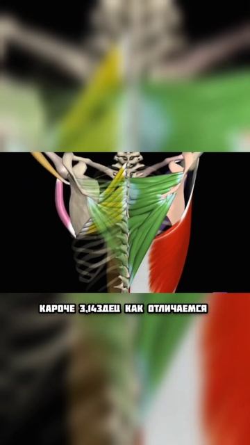 Как обманывают фитнес блогеры смотреть онлайн