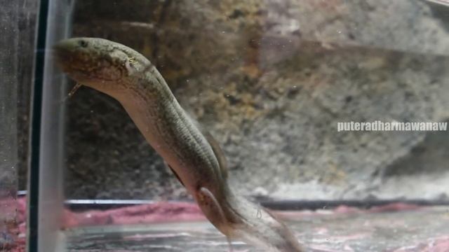 Protopterus Annectens 12 november 2015 смотреть онлайн