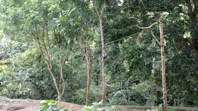 Обезьяний лес (Убуд, Индонезия) / Monkey Forest (Ubud, Indonesia) смотреть онлайн