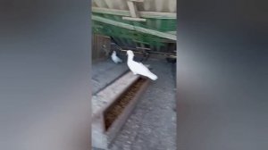 Пермские гривуны летающие по 12 часов.У товарища супер голуби.