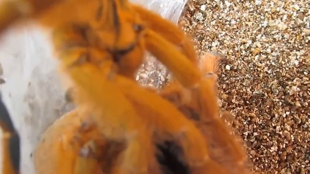 Succesfull Breed of Pterinochilus Murinus presented by the Deadly Tarantula Girl смотреть онлайн