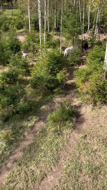 Олени шумят смотреть онлайн