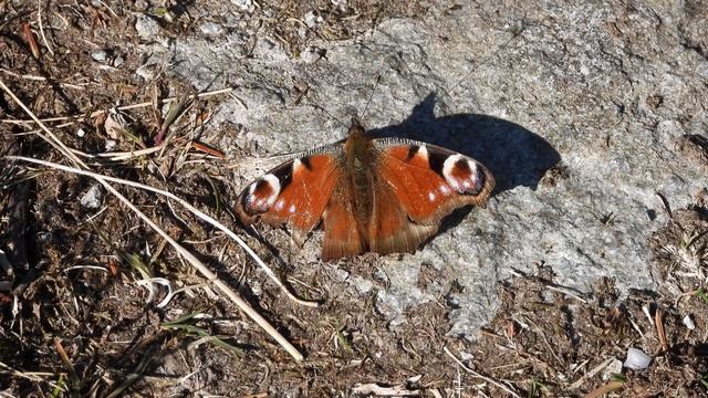 DAGPÅFUGLØYE ( AGLAIS IO) смотреть онлайн