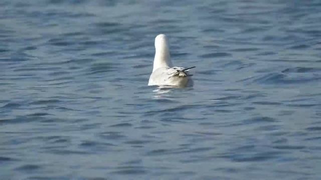 Slender-billed Gull, Gabbiano roseo (Chroicocephalus genei) смотреть онлайн