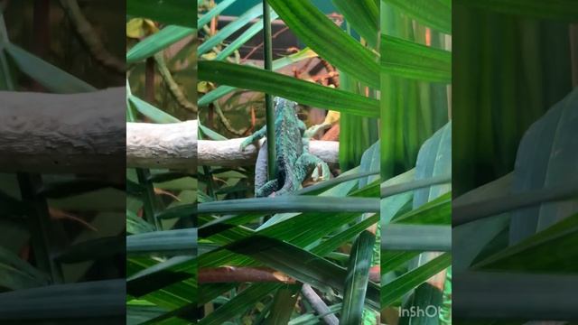 15 chameleon babies born today #4kvideo #chameleons #reptile #microsoft #vlogchannel смотреть онлайн