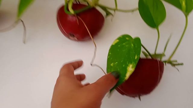 Money Plant (Pothos) Propagation, malayalam,👍🏻🤩 смотреть онлайн