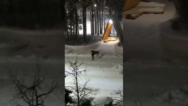 Лоси в городе. Стальные нервы. смотреть онлайн