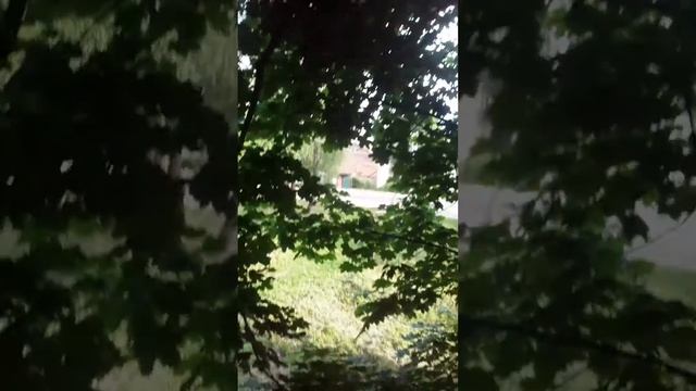 макака на дереве смотреть онлайн