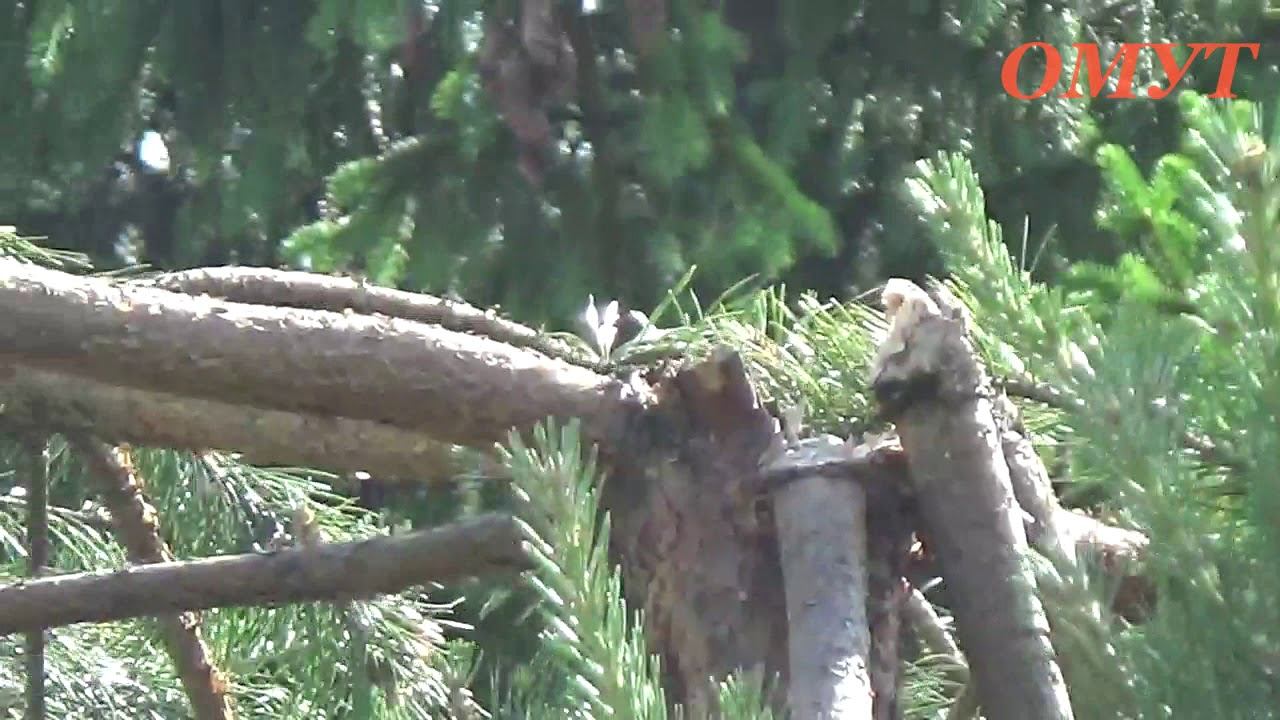 294. И ТРЁХМЕТРОВОЙ МАКУШКИ НЕ СТАЛО... смотреть онлайн