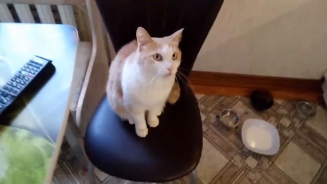 Боб и жалюзи смотреть онлайн