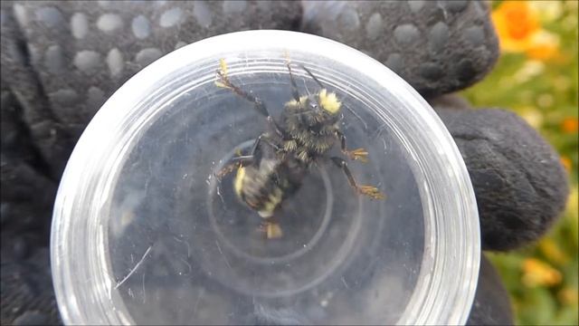 Bombus caliginosus? смотреть онлайн