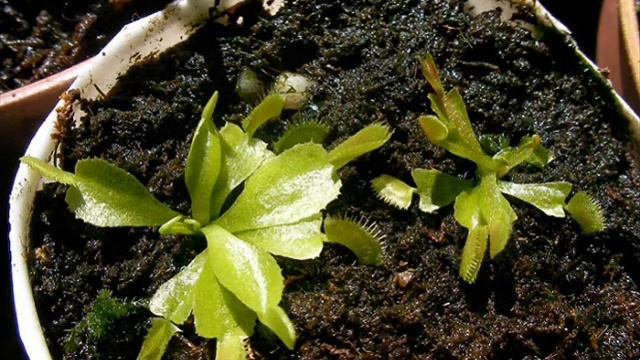 Germinacion Dionaea Muscipula Noviembre 2010-Noviembre 2011 смотреть онлайн