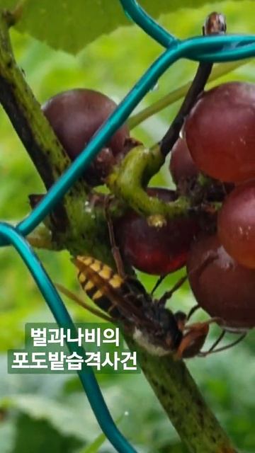 Bee and Butterfly'S Vineyard Assault смотреть онлайн