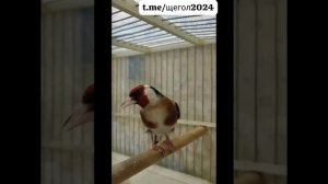 Пит Пити саба / Шегол.2024