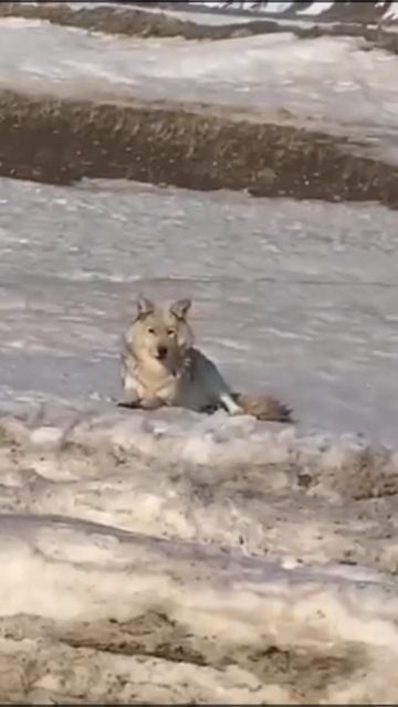 Чукотка.Дикий серый волк/wild gray wolf смотреть онлайн