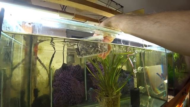 Будни Аквариумиста. Хорошо поработал и выхватил беременную самку. смотреть онлайн