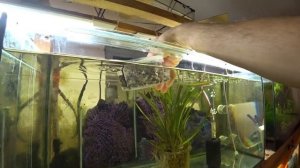 Будни Аквариумиста. Хорошо поработал и выхватил беременную самку.