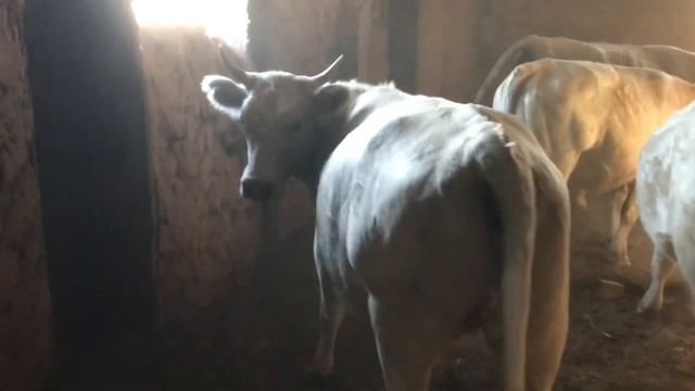 Племенные быки на продажу 89324766252 смотреть онлайн