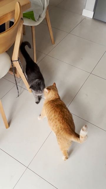 Nose-to-Nose: Cats Sniffing смотреть онлайн