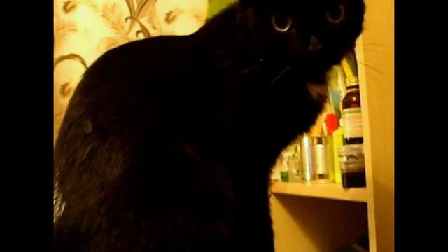 Кошка с котёнком смотреть онлайн