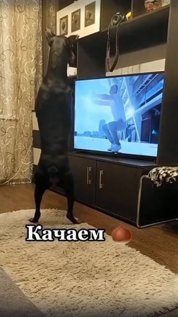 Удивительные животные !!!! смотреть онлайн