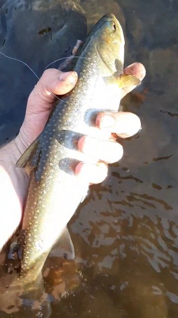 Dolly Varden Bull Trout Beautiful Fish #fishing #trout #bulltrout смотреть онлайн