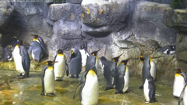 Penguin Cam Live at Moody Gardens | Powered by Ozolio Live Stream смотреть онлайн